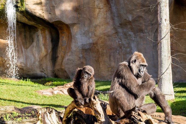 Los grupos reproductores de los Bioparc de Fuengirola y Valencia, con 15 individuos en total y los nacimientos de los primeros gorilas, tienen un papel destacado en el proyecto europeo  para garantizar la supervivencia de la especie.