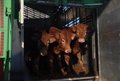 Cantabria indemnizará a los ganaderos por la muerte de animales por la enfermedad hemorrágica