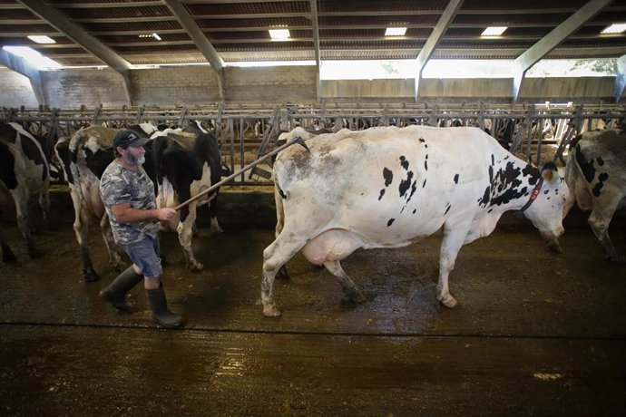 Archivo - Un ganadero con vacas