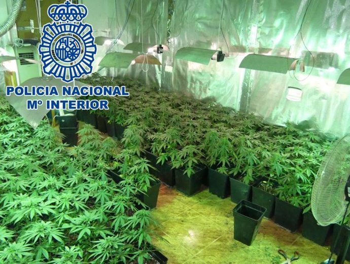 Cultivo de marihuana.