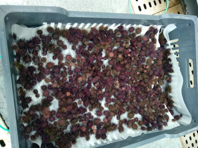 Archivo - Oricios para repoblar.