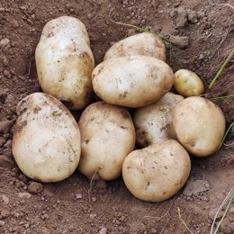 Previsiones de la campaña de patata