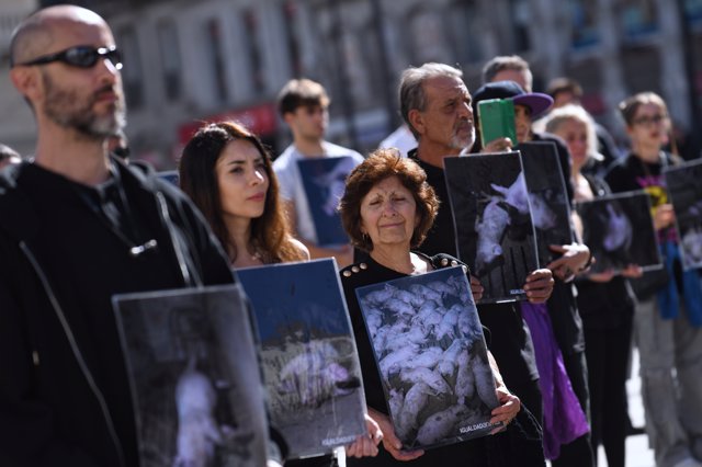 Activistas en defensa de los animales se concentran en la Puerta del Sol, para denunciar las condiciones en las que viven los animales en granjas de cerdos, a 23 de septiembre de 2023, en Madrid (España). 