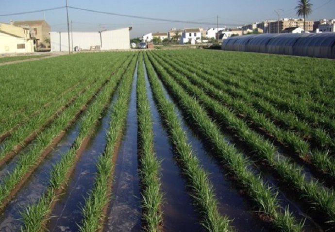 Un equipo de la UPV desarrolla redes inalámbricas inteligentes para un riego más eficiente en las áreas rurales