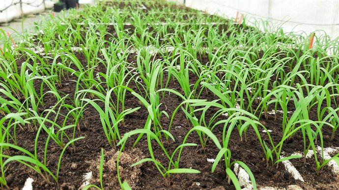Archivo - Las verduras aragonesas de hoja son beneficiosas para la salud.