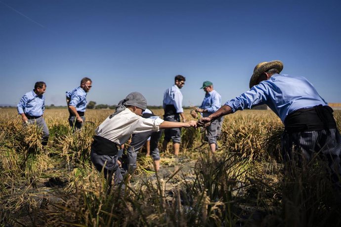 Más de 5.000 asistentes participan en 10 edición de la Fiesta de la Siega en el puerto de Catarroja