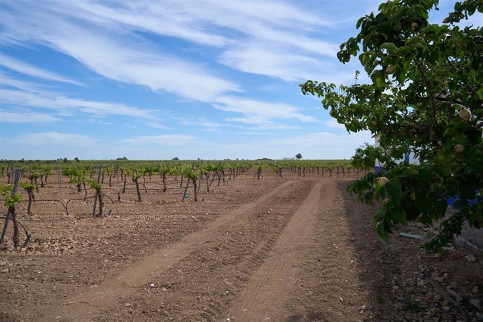 Archivo - Foto de archivo de un viñedo