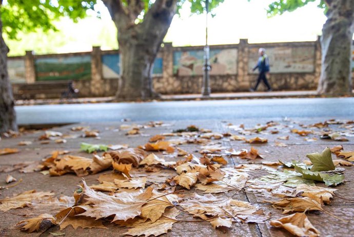 Hojas secas en el comienzo del otoño 2023, en la Sierra del Segura, a 22 de septiembre de 2023, en Albacete, Castilla-La Mancha (España). El otoño de 2023 en el hemisferio norte comienza el sábado 23 de septiembre, según cálculos del Observatorio Astron