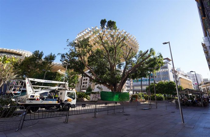 Ficus de la Encarnación cuya copa ha podado el Ayuntamiento de Sevilla por "motivos de seguridad".