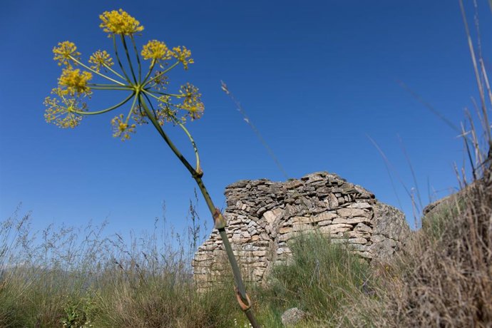 Archivo - Vegetación en el Centro de Arte y Naturaleza Cerro Gallinero, a 22 de junio de 2023, en Hoyocasero, Ávila, Castilla y León (España). El Centro de Arte se enfoca como una relación entre el ser humano y el paisaje, poniendo en valor el entorno y