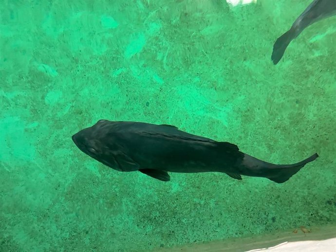 Ejemplares de cherna