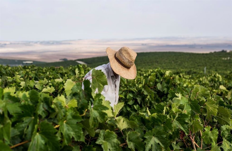 Vendimia de la uva en el Marco de Jerez.