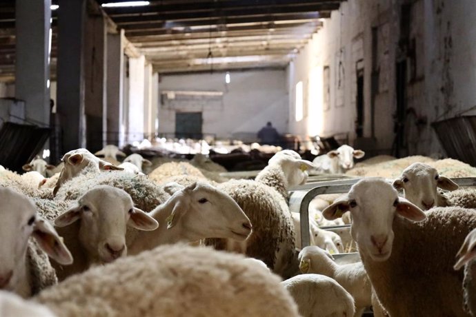 Archivo - Unas ovejas en una explotación ganadera, a 10 de febrero de 2023, en Ciudad Real, Castilla-La Mancha (España).