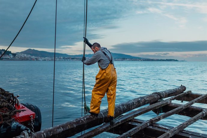 Un hombre participa en la pesca de mejillones, a 2 de septiembre, en Pontevedra, Galicia (España). La alta temperatura del agua, sin viento norte y el continuo desove del mejillón alarman a los 'bateeiros'. El sector explica que la concha tiene "un buen