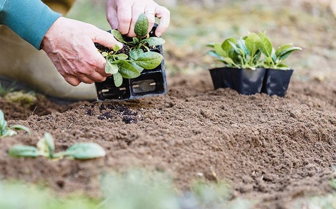 El Cabildo de Tenerife pone en marcha una nueva edición de la Red Insular de Huertos Escolares con el objetivo de acercar a la comunidad educativa la cultura rural y la agricultura de autoabastecimiento