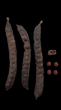 Variedad de algarroba 'Granja'.