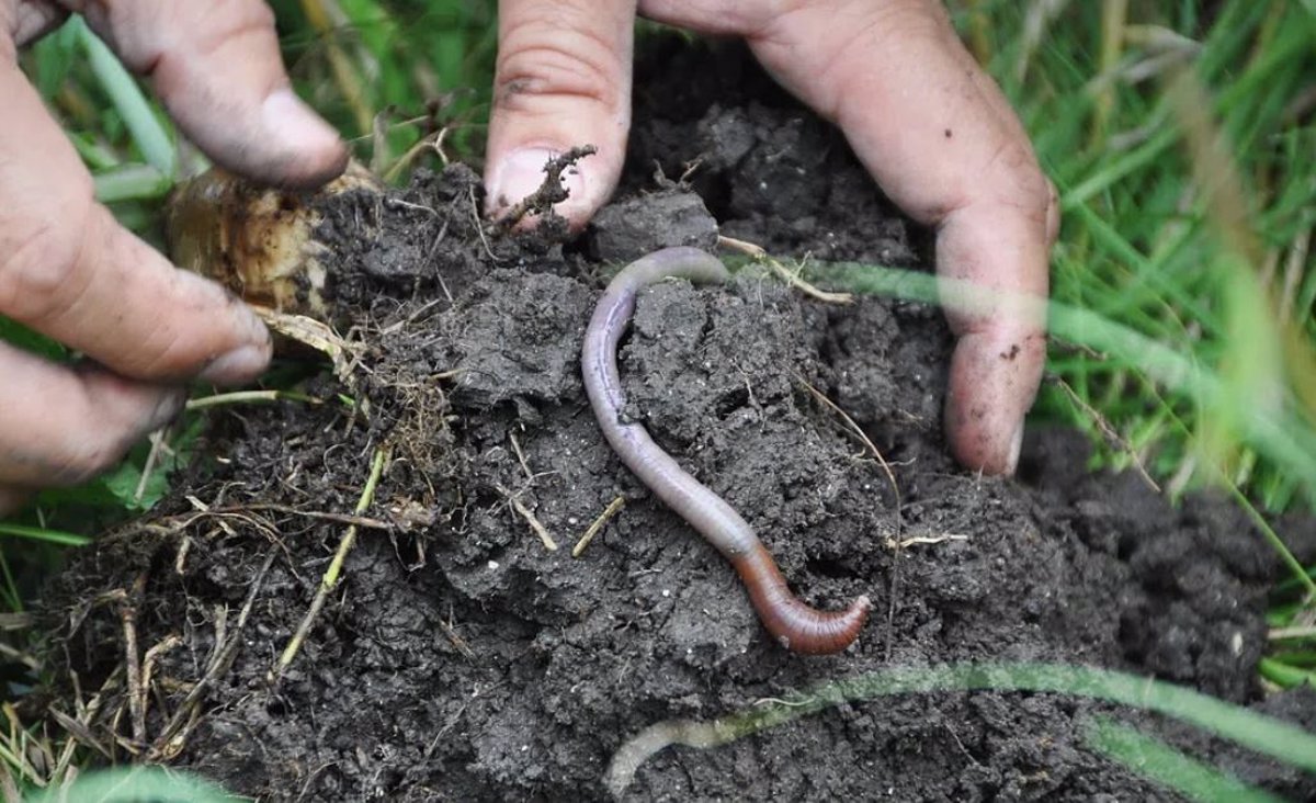 Earthworms contribute to 6.5% of global cereal production