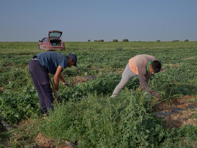 Archivo - Dos agricultores recogen los frutos, a 20 de julio de 2023, en Alcázar de San Juan, Ciudad Real, Castilla-La Mancha (España). La escasa oferta de melones y sandías ha hecho que suba el precio de estas frutas típicas del verano, alcanzando los 