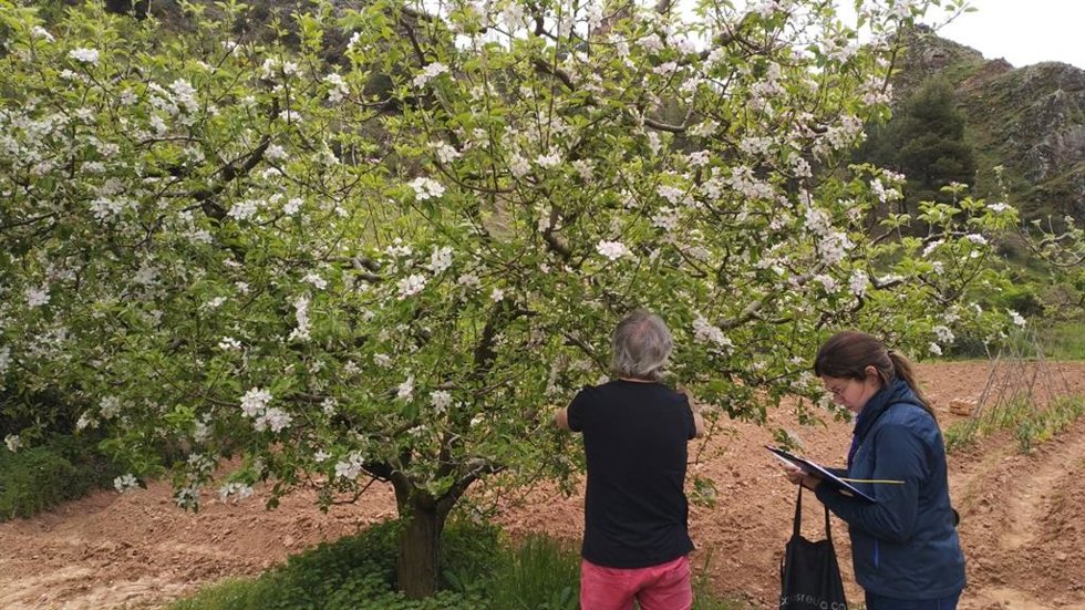 Archivo - Frutales aragoneses en el Valle del Manubles.