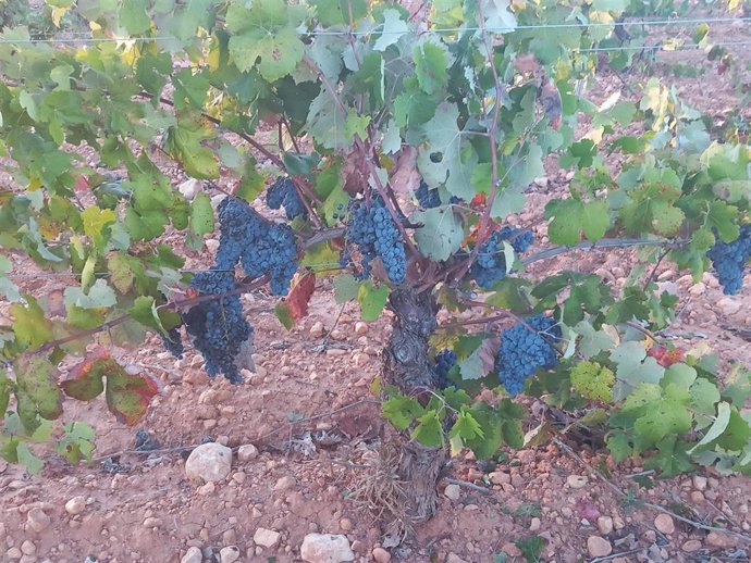 Viñas con poco rendimiento