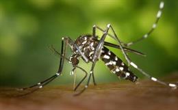 Archivo - ANECPLA elabora una serie de recomendaciones para evitar la propagación de la picadura del mosquito tigre.