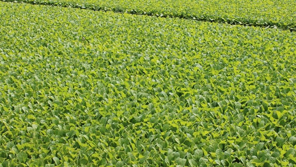 Archivo - Cultivo de tabaco.