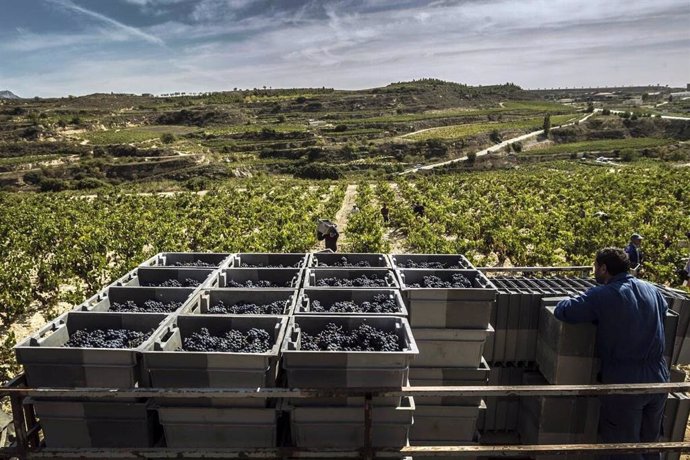 El octavo Boletín de Maduración de la DOCa Rioja informa de una vendimia "generalizada"