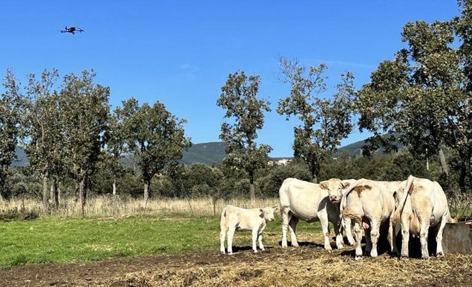 Ganado en la Comunidad de Madrid