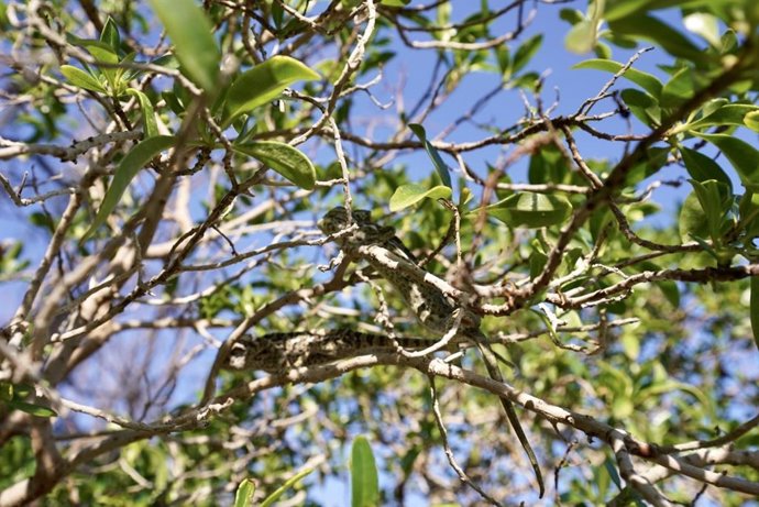 El programa de recuperación del camaleón logra este mes de septiembre la reintroducción de 14 ejemplares