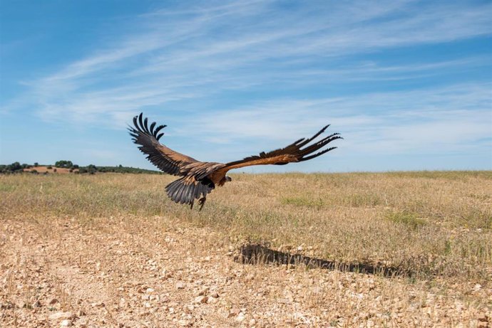 Reincorporación al medio natural del buitre leonado encontrado el pasado mes de agosto, a 28 de septiembre de 2023, en Casa de Lázaro, Albacete, Castilla-La Mancha (España).  