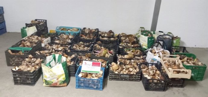 477 Kilos De Boletus Decomisados En Los Montes Sorianos.