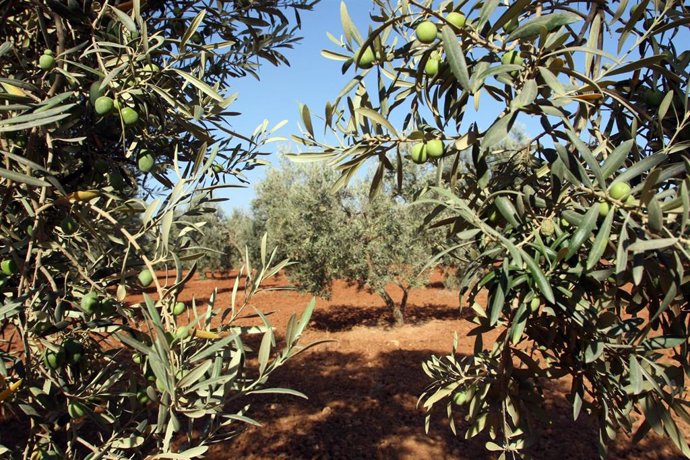 Archivo - Foto recurso de olivos en olivares de Andalucía