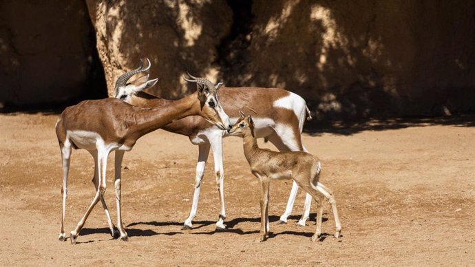 Nueva cría de gacela en Bioparc