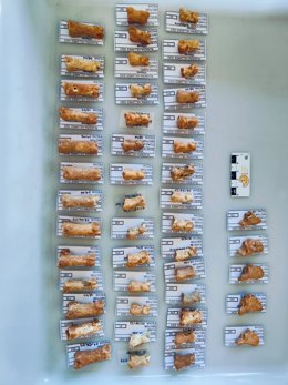 Fósiles del Pleistoceno hallados en la primera campaña de excavación del yacimiento Ruidera-Los Villares.