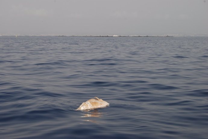 Atún en estado de descomposión en la costa murciana