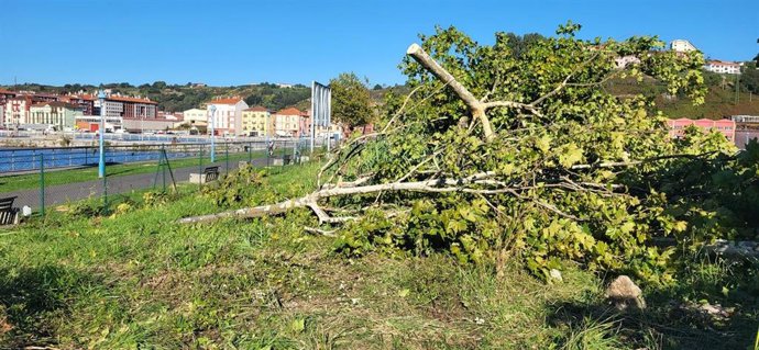 Arboles derribados en el paseo de Ribera en Barakaldo.