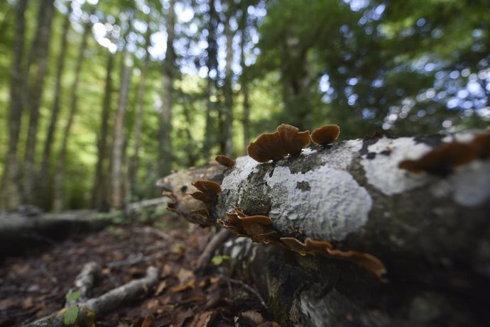 Setas en el tronco de un árbol el día que da comienzo el otoño 2023. 
