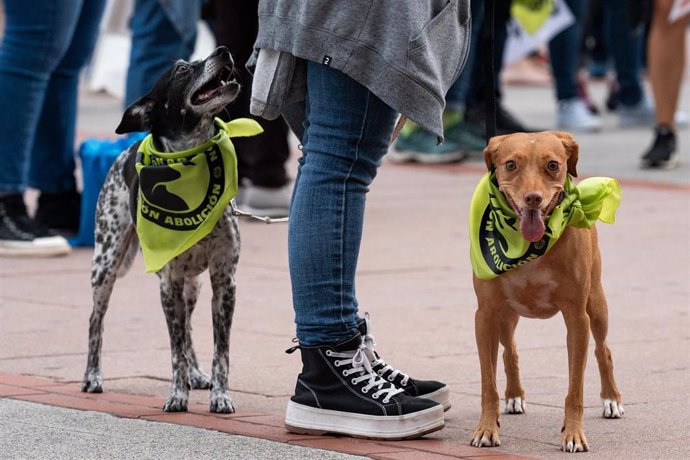 Dos perros llevan pañuelos en una manifestación antitaurina, en las inmediaciones de la plaza de toros de las Ventas, a 16 de septiembre de 2023, en Madrid (España). El Partido Animalista Contra el Maltrato Animal (PACMA) ha organizado la que para ellos