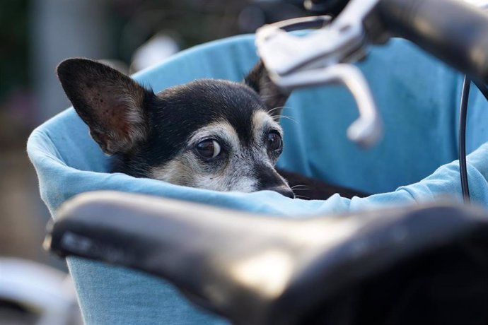 Varias personas pasean sus mascotas por las calles de la capital, donde el próximo viernes entrerá en vigor La Ley de Protección y Bienestar Animal en España, que es más restrictiva que la anterior. Establece sanciones para quienes no notifiquen en 6 me