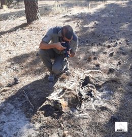 ASCEL alerta del hallazgo de tres lobos muertos en "extrañas circunstancias" en CyL en lo que va de año