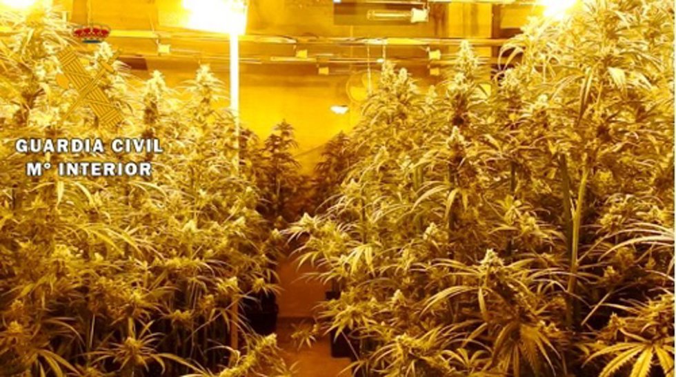 Plantación de marihuana en imagen de archivo.