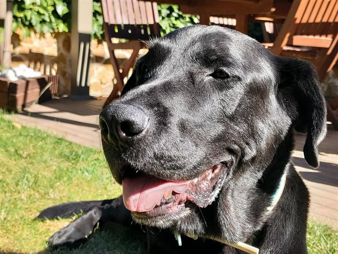 Un perro en Salamanca