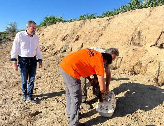 Captura de conejos con hurones en Roda de Ter (Barcelona) este viernes