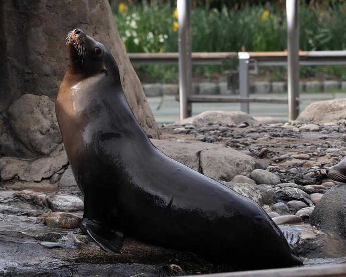 Archivo - Uno de los leones marinos del zoo neoyorquino de Central Park, Estados Unidos