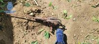 La Policía Nacional detiene al responsable de una plantación de marihuana en una finca de Calatayud