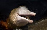 Foto: Brasil.- Hallados muertos 110 delfines de río en la Amazonía posiblemente por la ola de calor