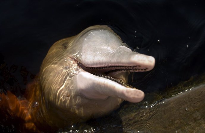 Archivo - July 22, 2005 - Manaus, Amazonas, Brazil - Pink Dolphin (Inia Geoffrensis). Black river, Manaus Amazon Brazil