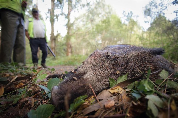 Portomarin, Lugo. Batida al jabalí de una cuadrilla de cazadores. La Xunta de Galicia ha decretado la emergencia cinegética en casi el 80% del territorio gallego y permite la caza del jabalí la mayor parte de los días hasta el 25 de febrero de 2024