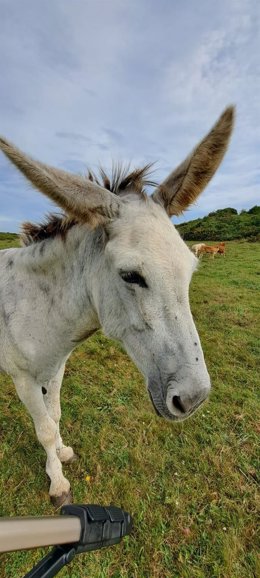 El burro Florentino se dispone a cruzar España de Norte a Sur para reflejar el valor del mundo rural