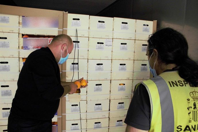 Un operario, en presencia de un inspector de Sanidad Vegetal de España, prepara una partida de clementinas españolas para cumplir con el tratamiento de frío tomando la temperatura de la parte central del fruto